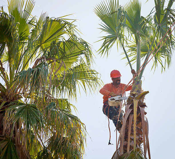 Tree Services